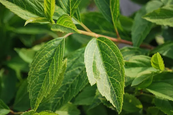 Vivaio - immagine segnaposto